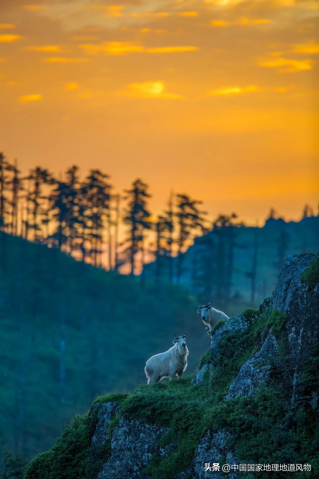 涓浗绉﹀箔绁炵鐗╃,鍙戠幇鐝嶇█鐗╃涓浗绉﹀箔