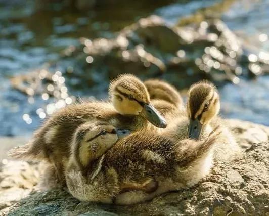 可爱动物照片合集,澳大利亚动物合集