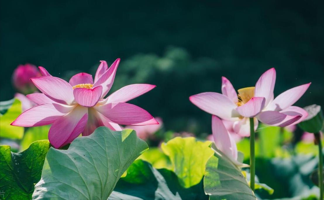 鏂囨埧鍥涘疂绗斿ⅷ绾哥牃鏃ョН鏈堢疮,鏂囨埧鍥涘疂浠ュ彜涓洪壌