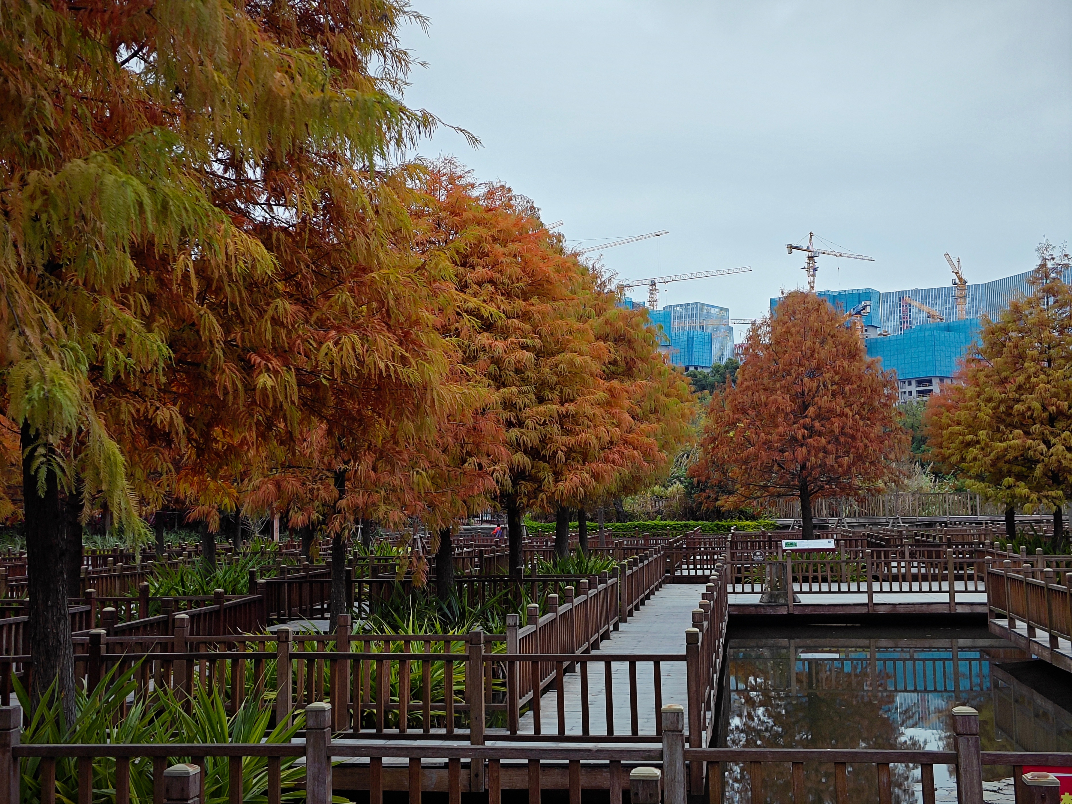 厦门南湖公园落羽杉红了吗,厦门园博园落羽杉