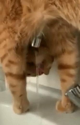 盘点那些奇怪的小猫咪搞笑的日常,盘点那些奇怪的小猫咪