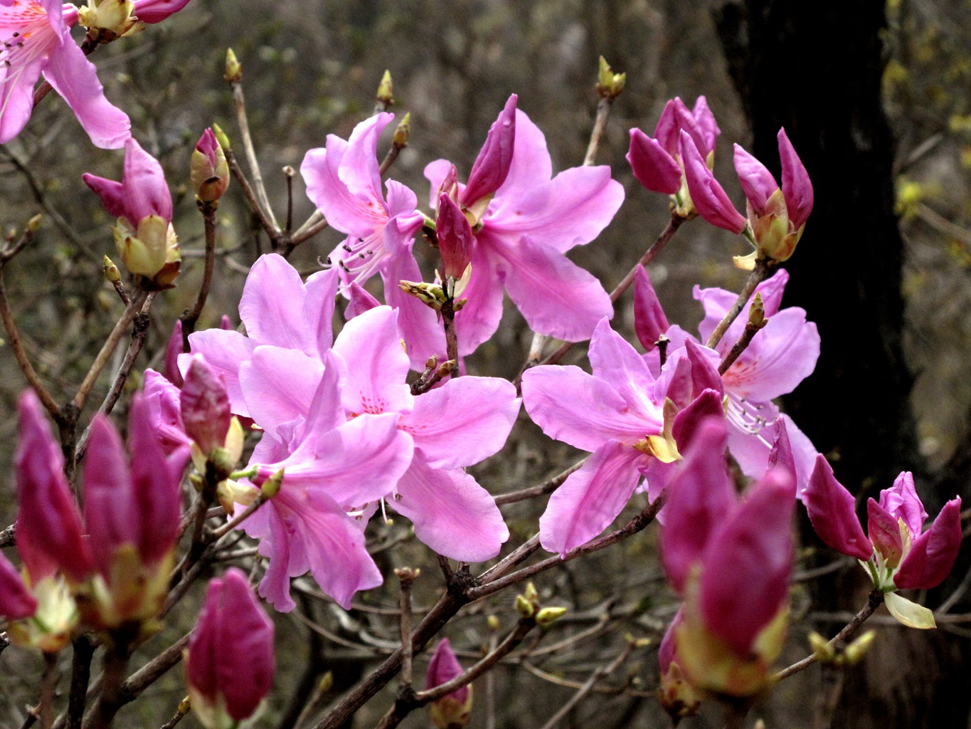 四明山华顶杜鹃,浙东华顶杜鹃群落