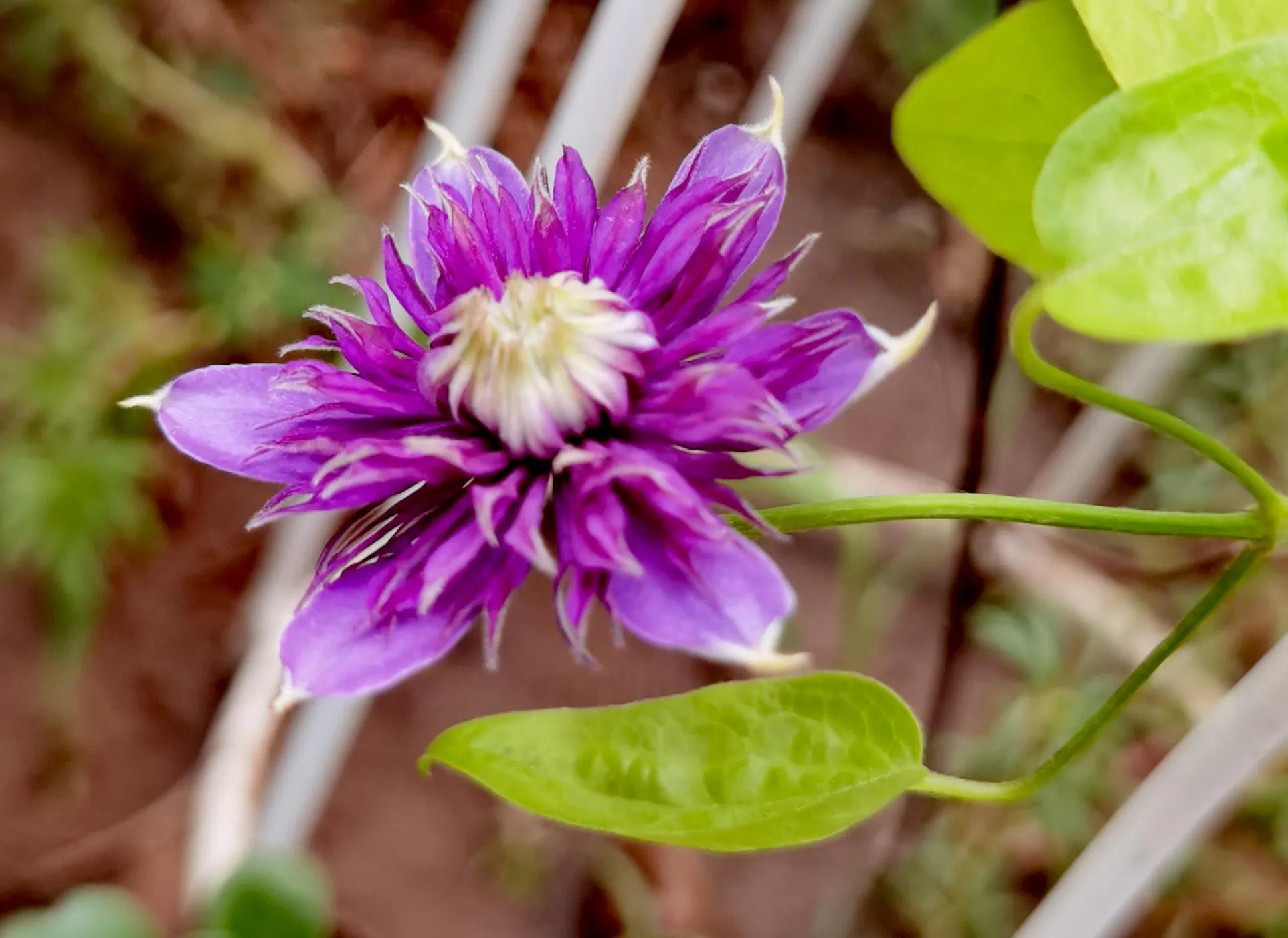 最适合庭院养的铁线莲,庭院铁线莲欣赏