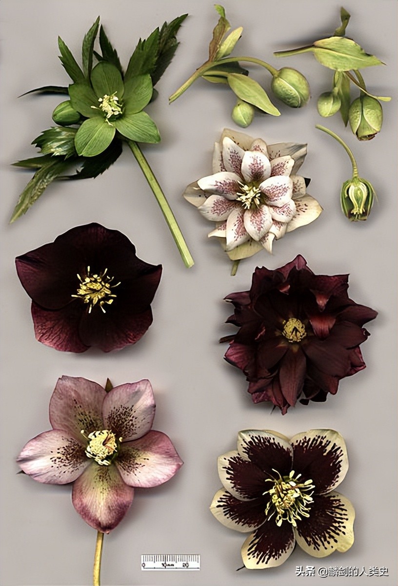 植物界大全,毛茛科植物大全