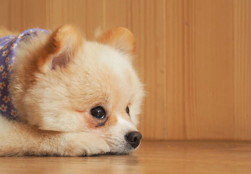 博美犬为什么不建议养在家里,博美犬为什么在家里不敢走动