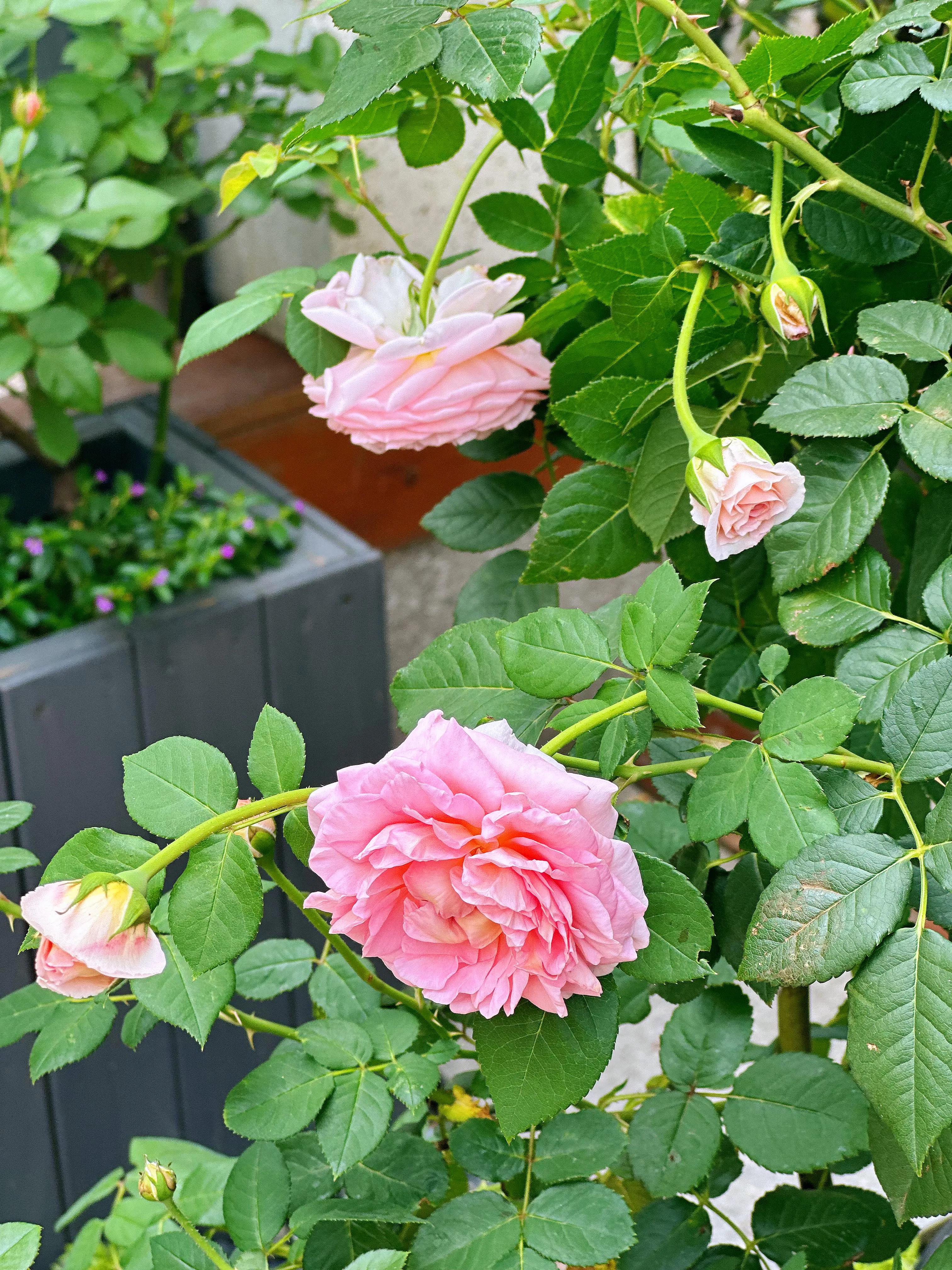 多季节开花的月季有哪些,夏天月季开花不标准