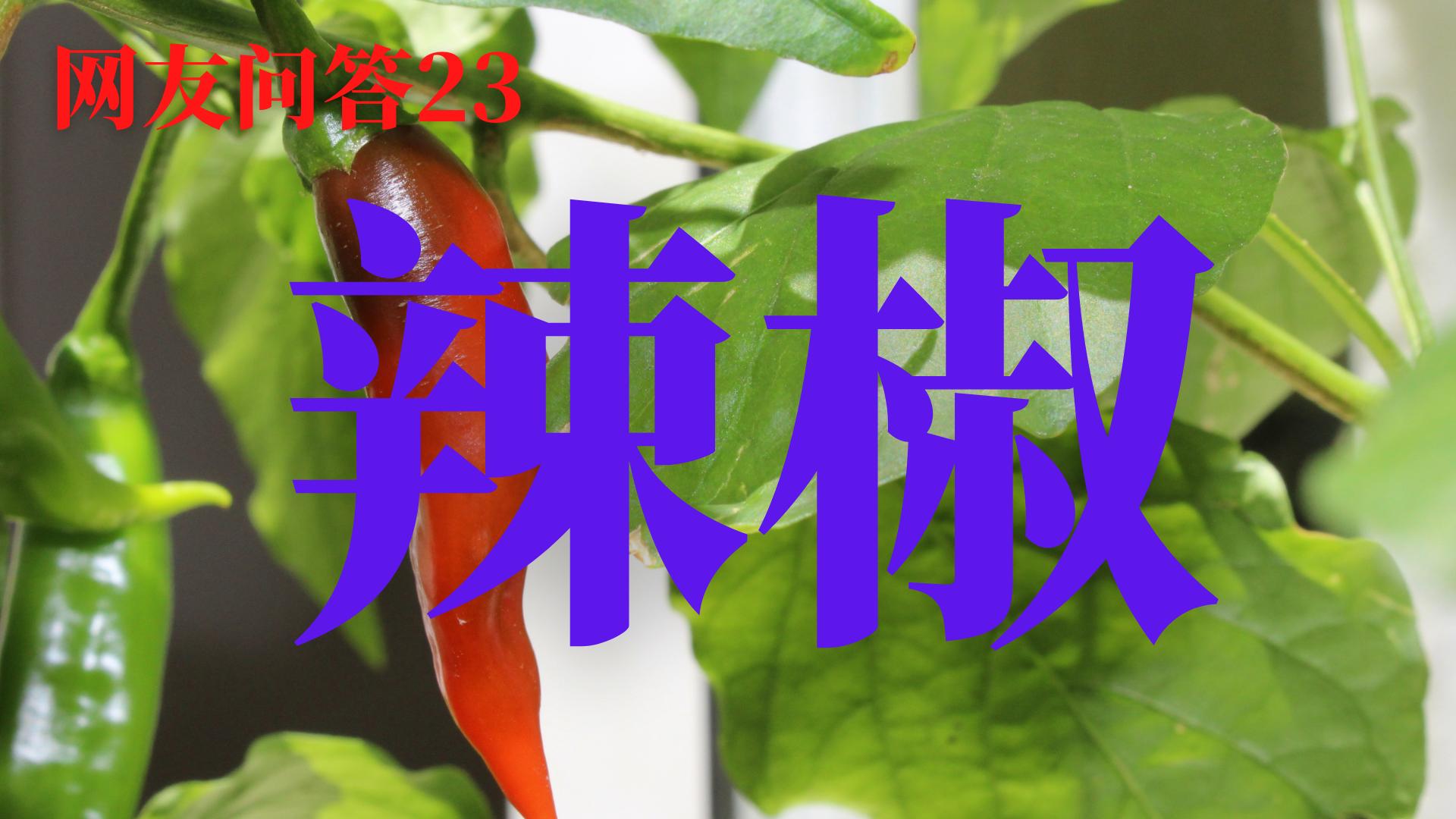 辣椒打顶的最佳时间,辣椒打顶什么时间最好