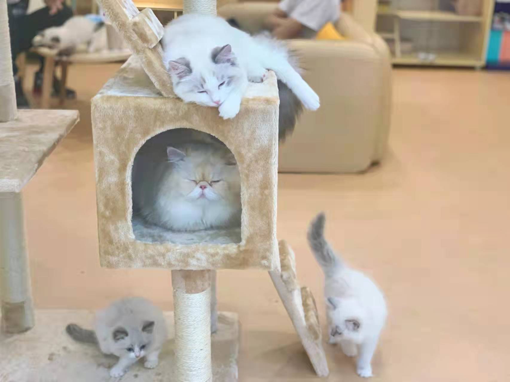 猫咪冬天会闹春吗,猫咪冬天会更爱睡觉吗