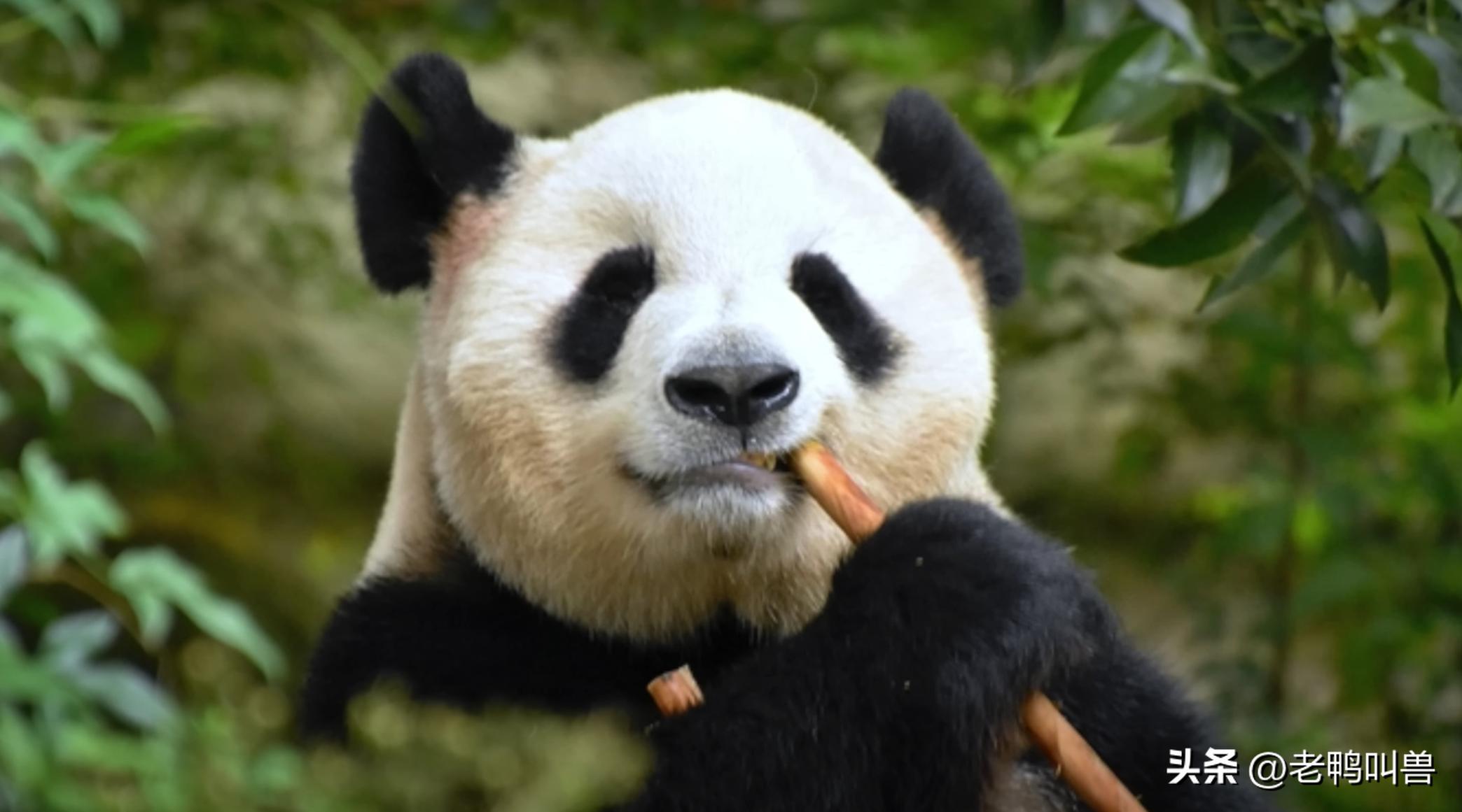 熊猫外交带来的经济效益,熊猫外交新闻稿