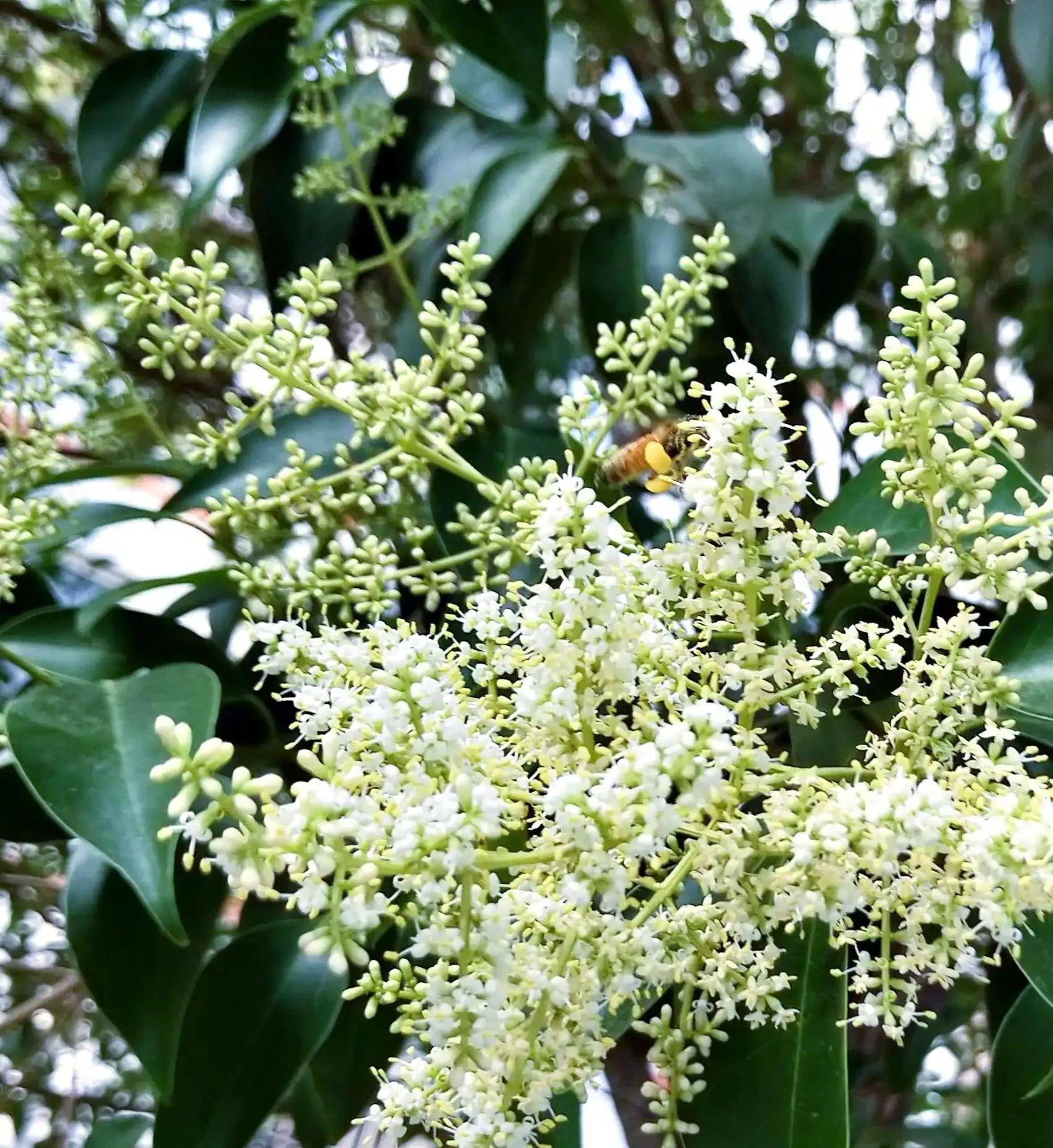 女贞有毒吗,大叶女贞又叫火炮树