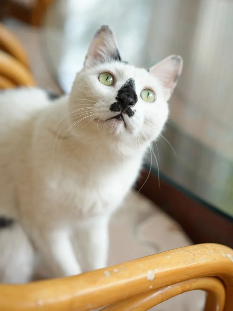 让小猫咪来治愈你,小猫咪可以治愈一切不开心的事情