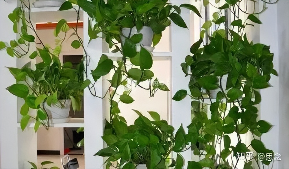 新房装修后如何快速去除甲醛味道,装修期间甲醛重吃啥能预防甲醛