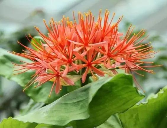 罕见漂亮的鲜花,全球最漂亮的鲜花