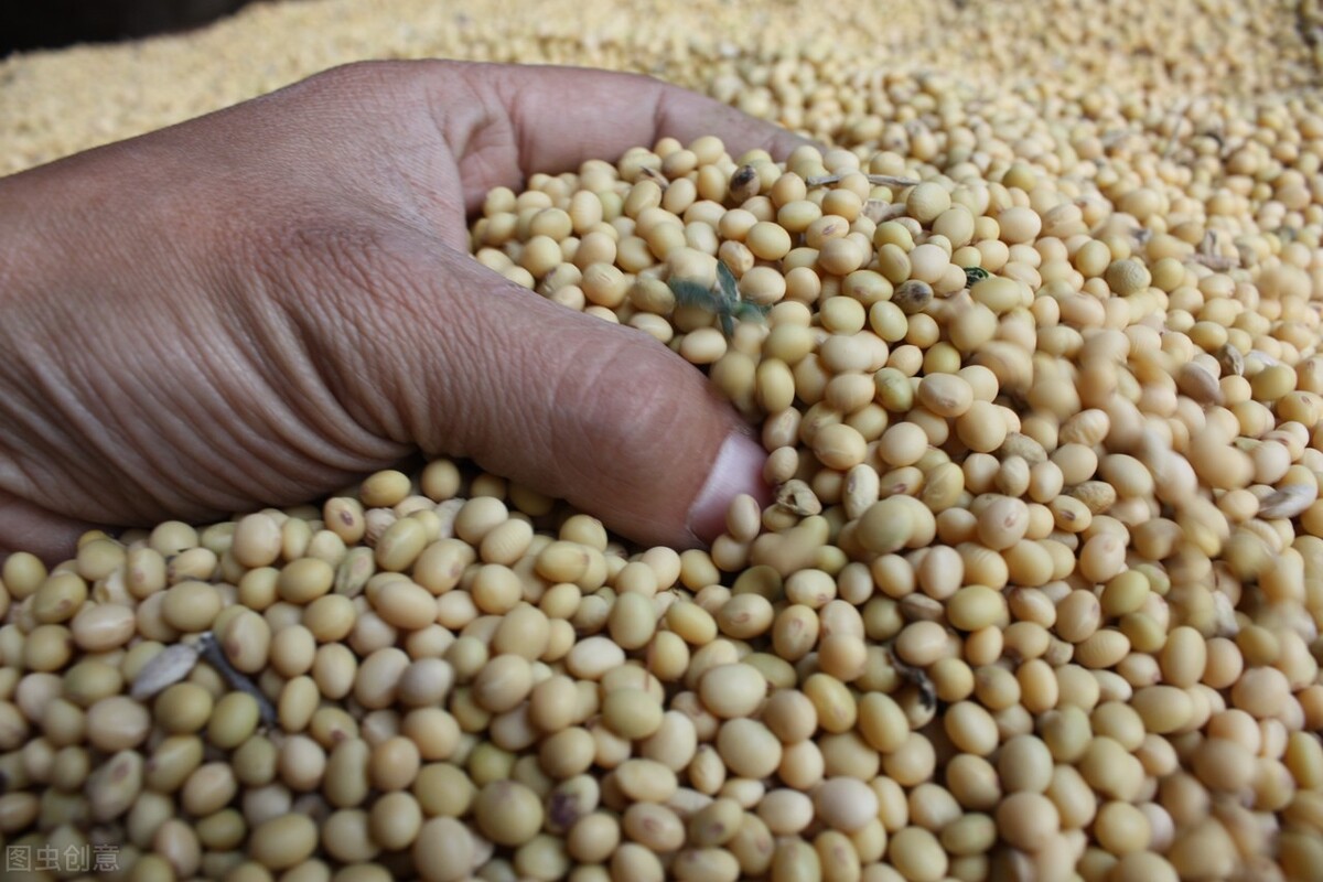 大豆未来一月价格行情最新,今日全国大豆价格行情日报