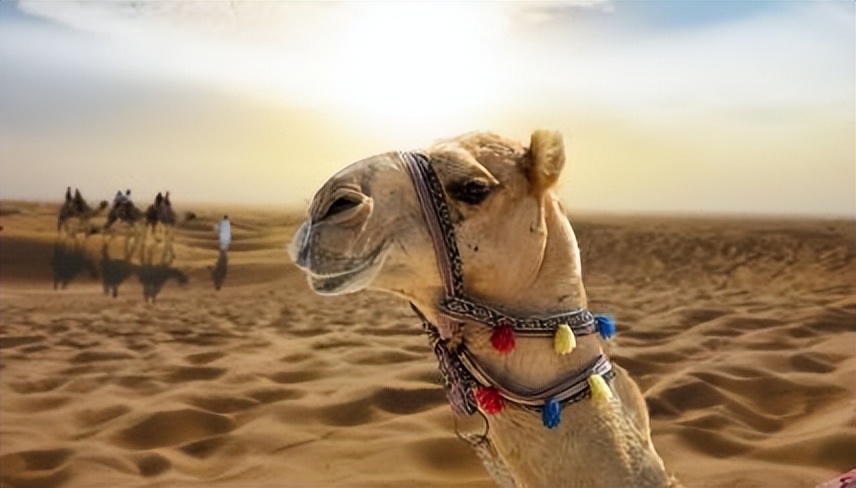 老年人吃优质蛋白增强免疫力,老年蛋白粉增强免疫力推荐