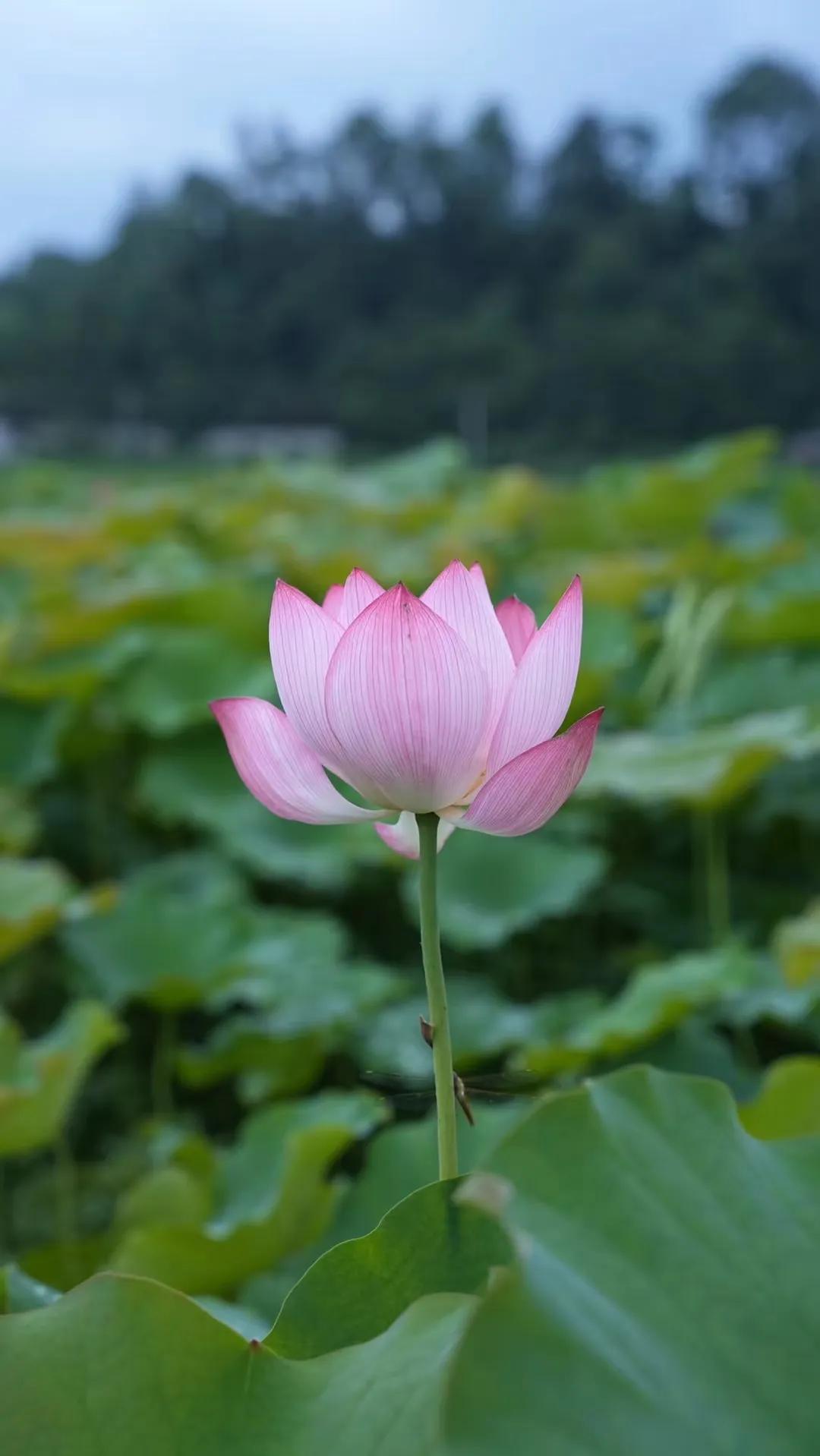怎么做父亲生日礼物,父亲生日的礼物