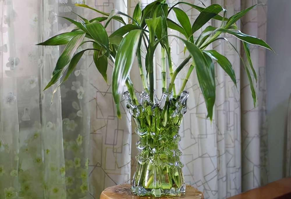 家里光照不足养的花,家里光照不足养什么植物