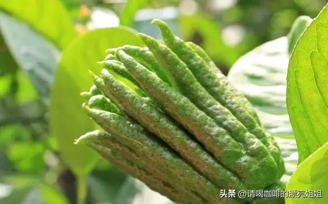 云南天皓庄园咖啡豆,云南天皓庄园