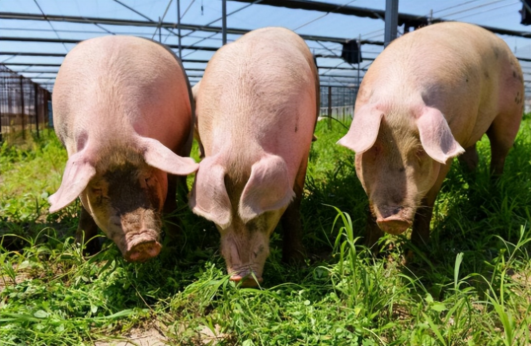 农业产业周报｜百果园、神农、叮咚买菜、中联重科、盒马最新动态