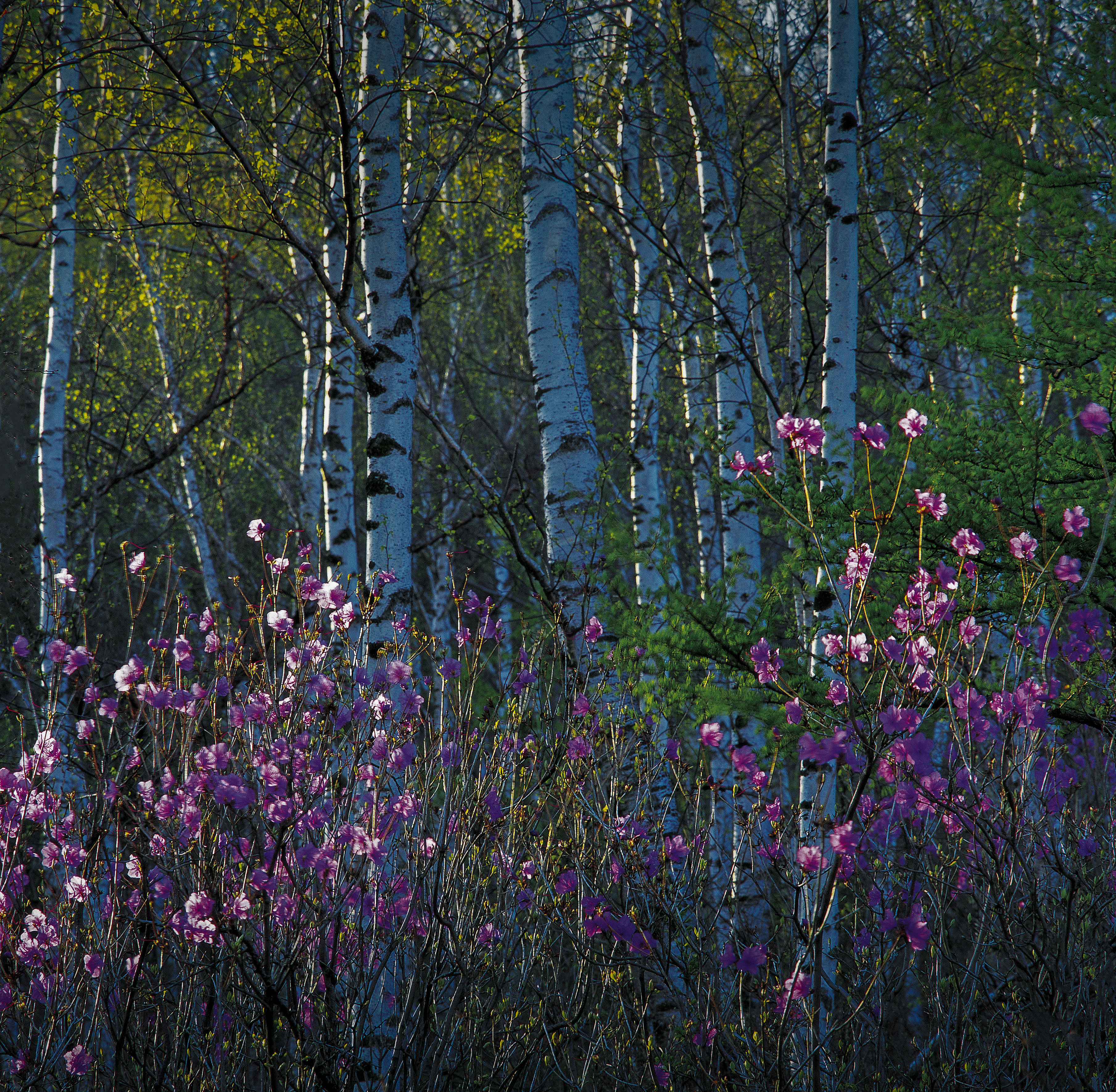 五一假期人从众出游,五一出游人从众何去何从