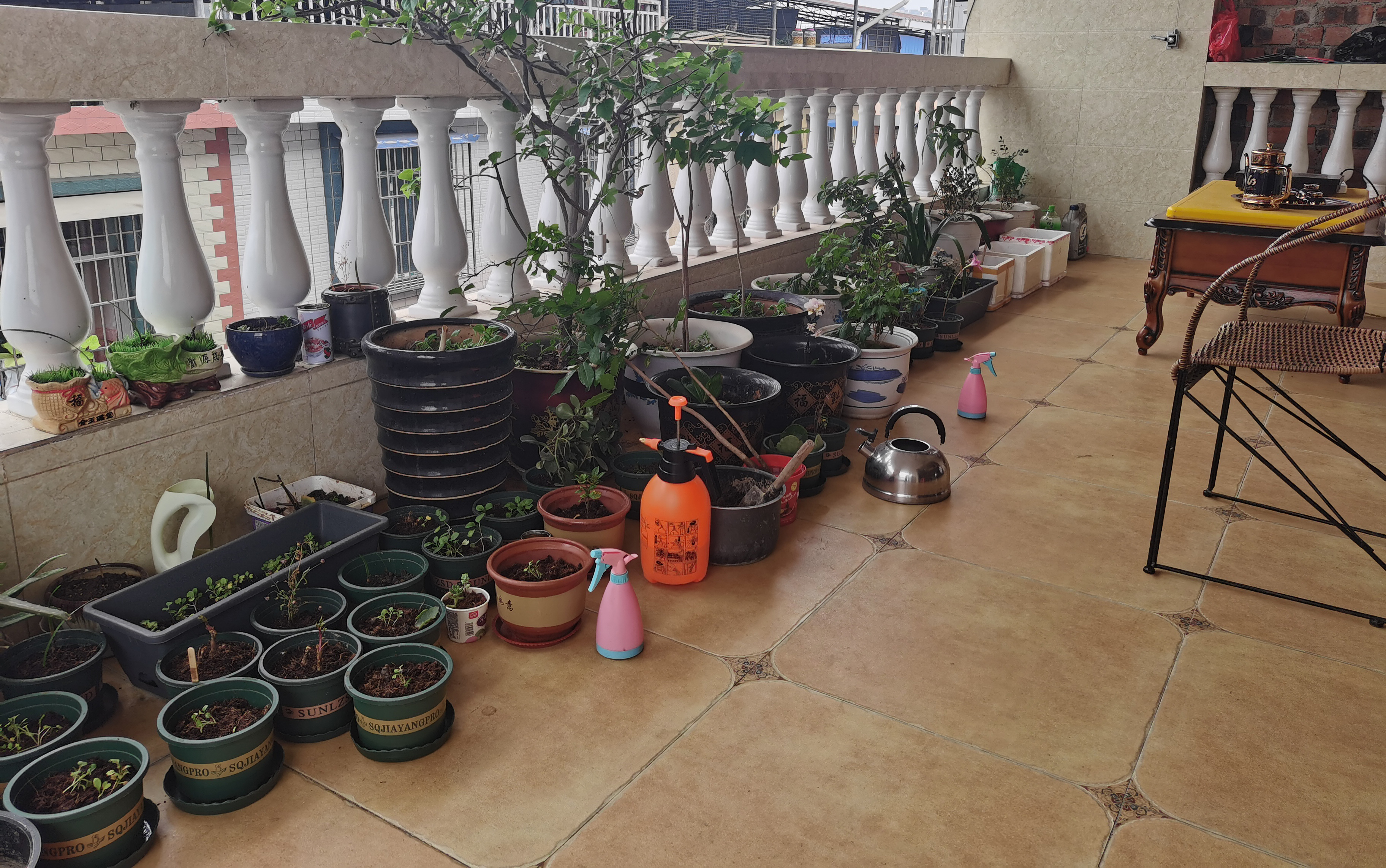 新手养花日记,新手养花玫瑰