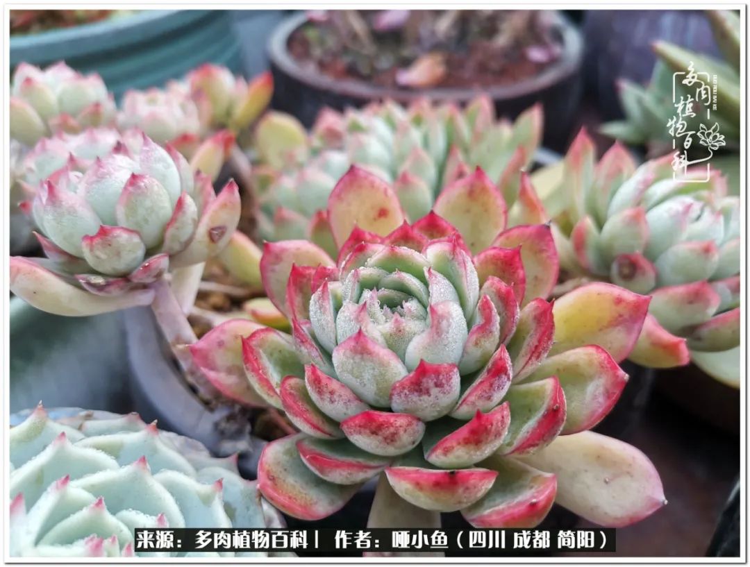 看世间繁华品一生,看世间繁华品人生美味