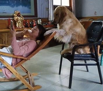 狗狗的灵性有哪些表现,狗界中六种智商比较低的狗狗