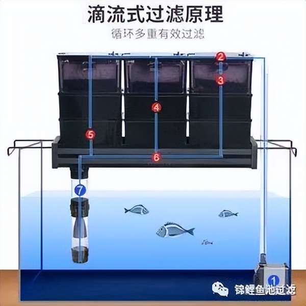 锦鲤鱼池下过滤池底粪便如何清除,锦鲤鱼池过滤仓用什么做盖子好