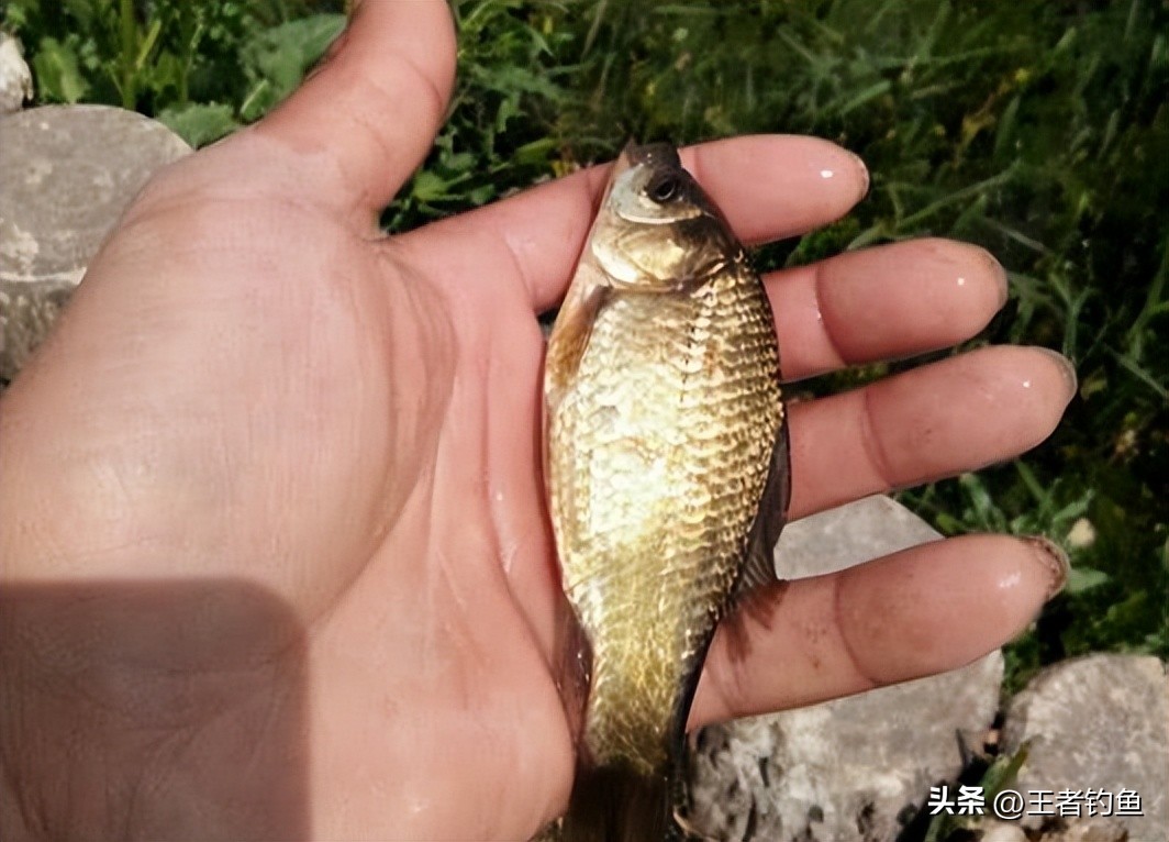 初学者钓鱼怎么中鱼,新手钓鱼什么方法上鱼快