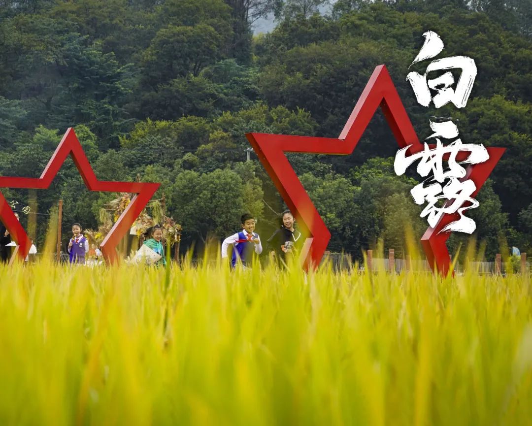 二十四节气白露书签高难度,二十四节气白露酒