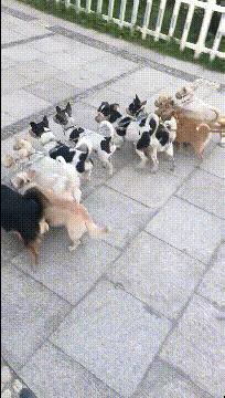 神回复：扔第一颗的时候，日本就是这么想的！神评把我笑死了