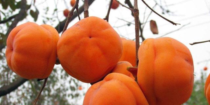 天津有哪些特色土特产,天津的特产什么地方的最正宗