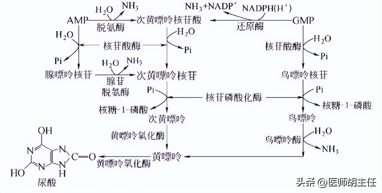 非布司他是目前最好的痛风药,非布司他治疗痛风的效果如何