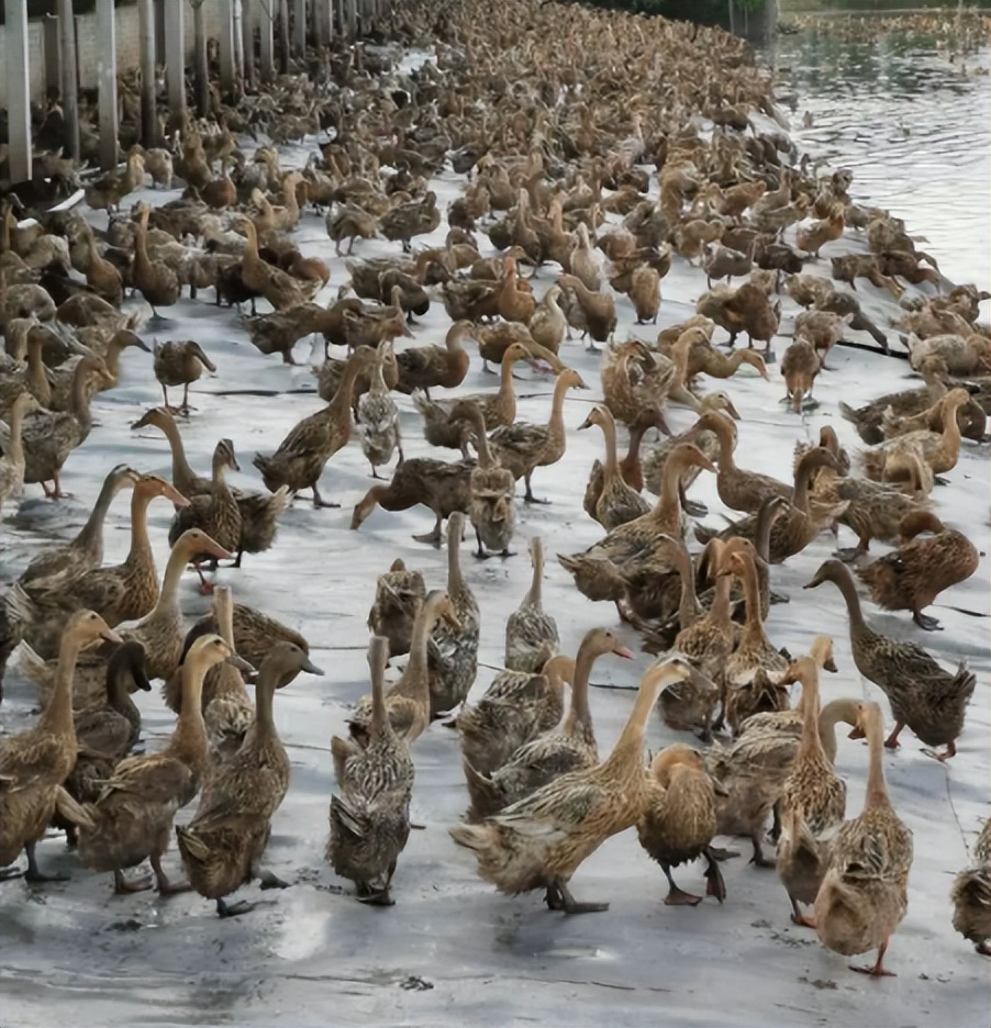 禽医静心谈种鸭螺纹蛋发生的原因鸭子螺纹蛋怎样预防鸭产畸形蛋
