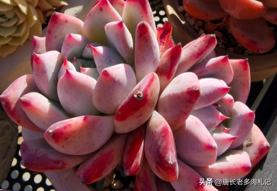 10种圆滚滚的多肉,10种漂亮多肉植物