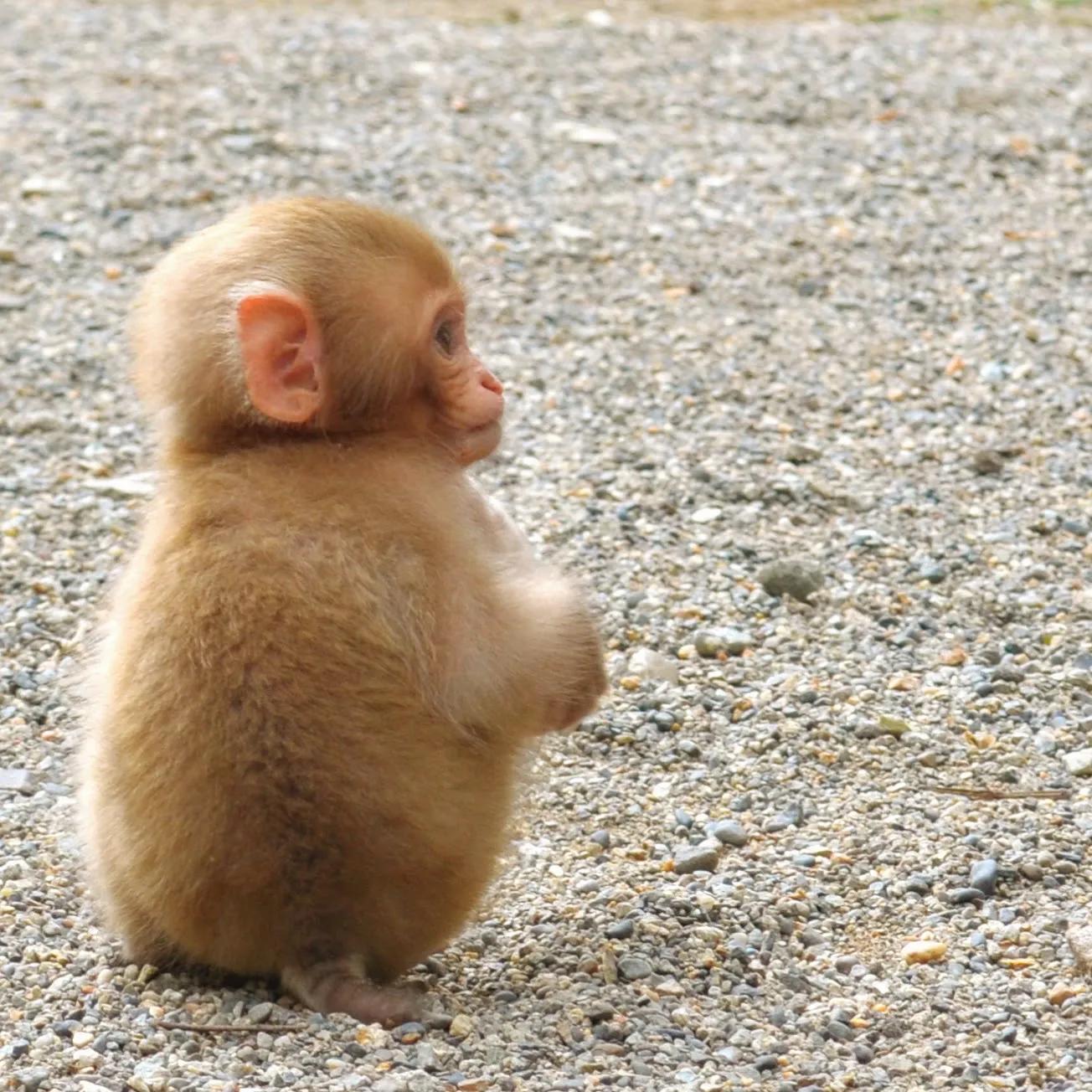 自然世界日本雪猴,日本猴子泡温泉