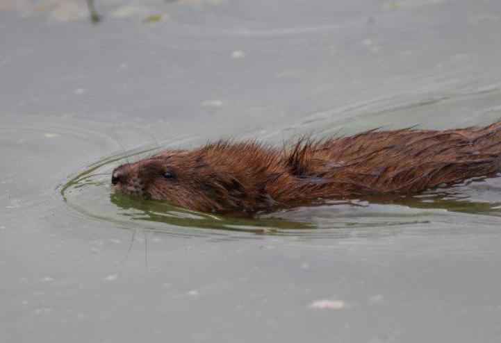 上海多地出现巨型老鼠新闻报道,上海老鼠最小的有10斤是真的吗