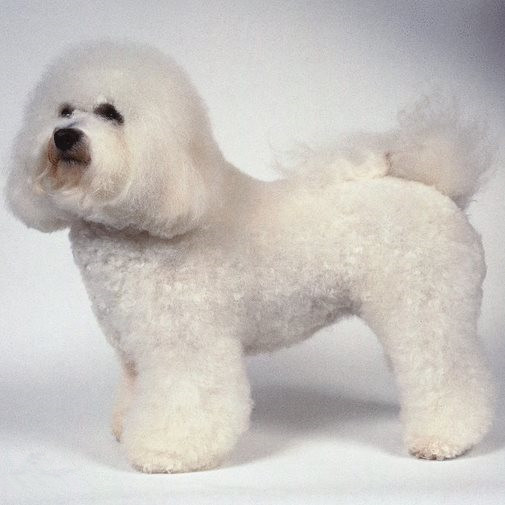 适合女生养的狗防身,最适合女生养的狗排名