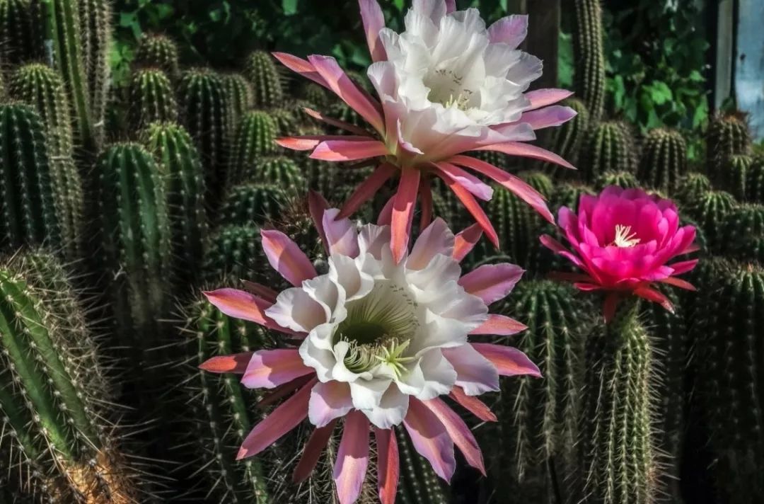 200种·仙人球开花图鉴，大开眼界，美到爆