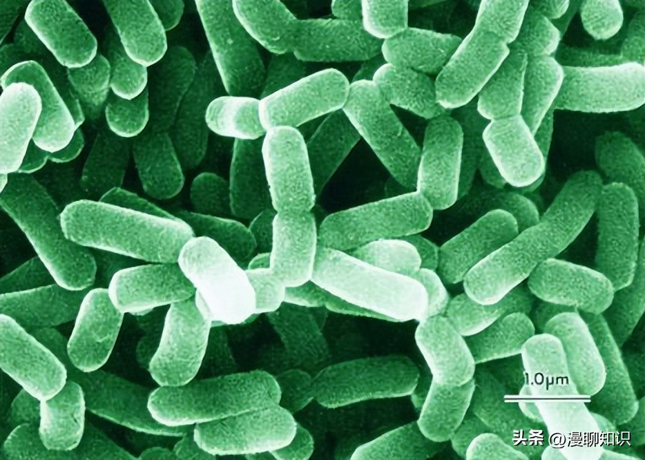 为什么乳酸菌能抑制其他细菌合成,群体感应抑制