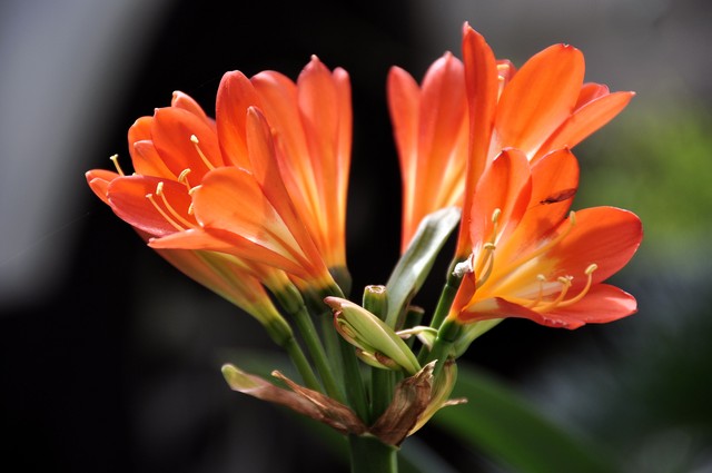 君子兰属兰花,君子兰兰花咋养