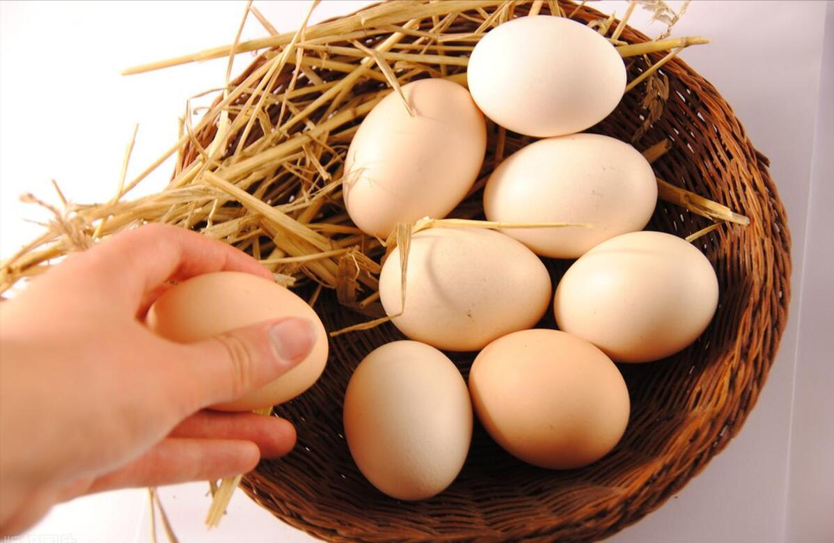 冬季蛋鸡饲养管理需要注意些什么,海兰褐商品代蛋鸡饲养管理手册