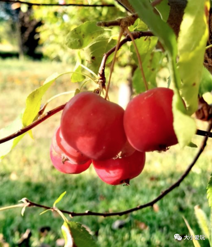 北京赏秋打卡地银杏大道,北京10条最值得打卡赏红叶线路