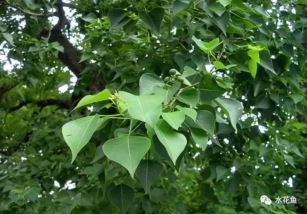 12种水产病害防治,你对水产动物病害的初步认识