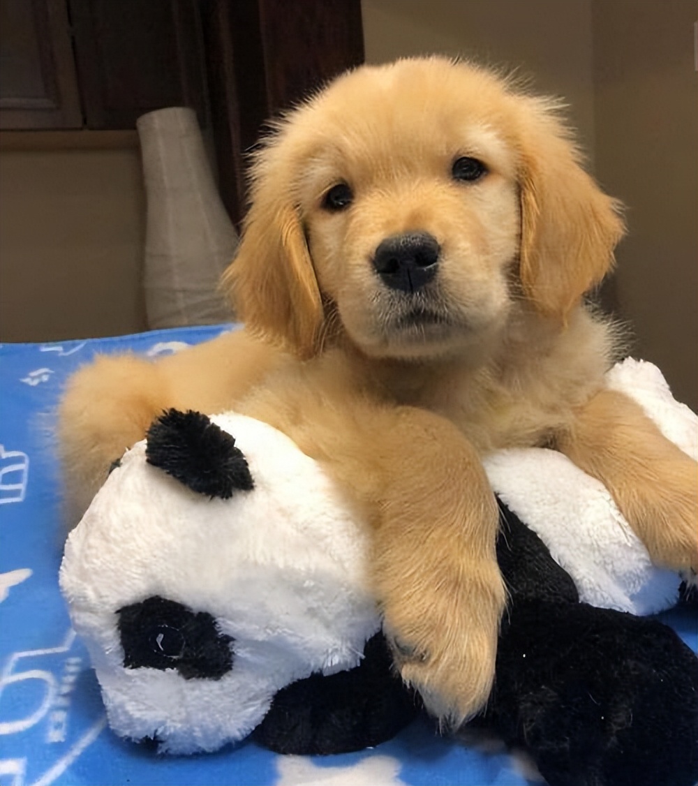 赛级金毛的优点,金毛优点缺点