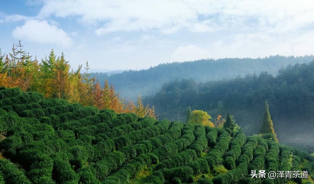 “自古名寺出名茶”，什么样的茶才能称为禅茶呢？