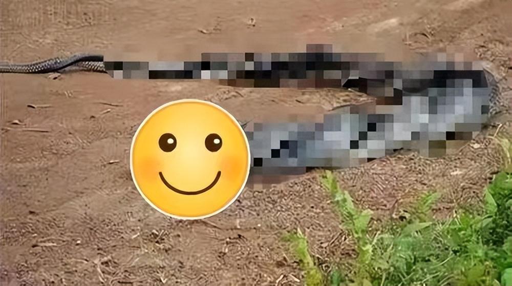 迁坟挖出蛇是真的吗,男人梦见蛇生小蛇是什么预兆