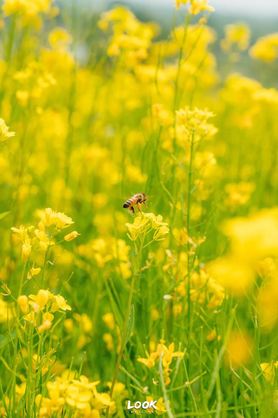 北京居庸关花海栈道,北京四季花海景区