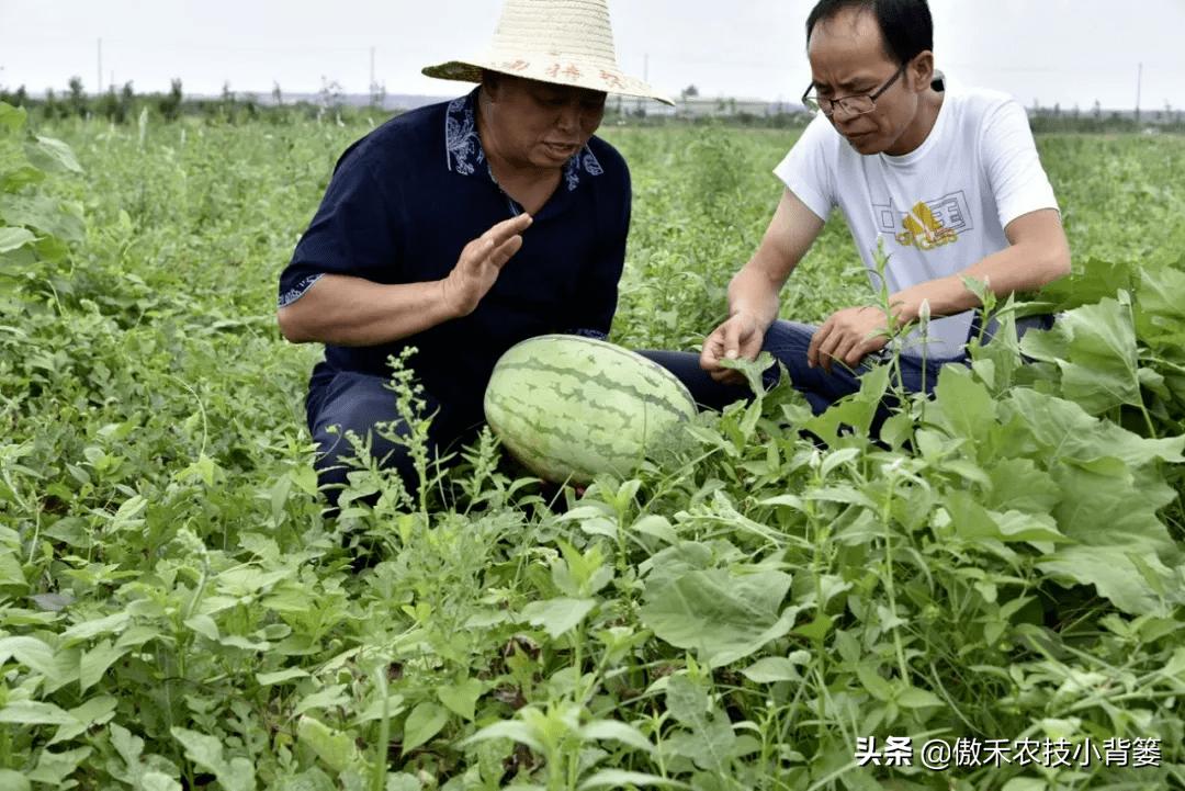 菌肥和菌剂的区别,菌肥与有机肥的区别