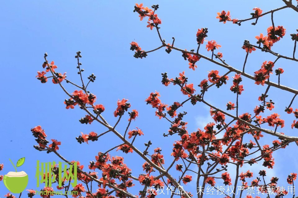 过敏性鼻炎应对4句口诀,一到春天就犯过敏性鼻炎专家支招